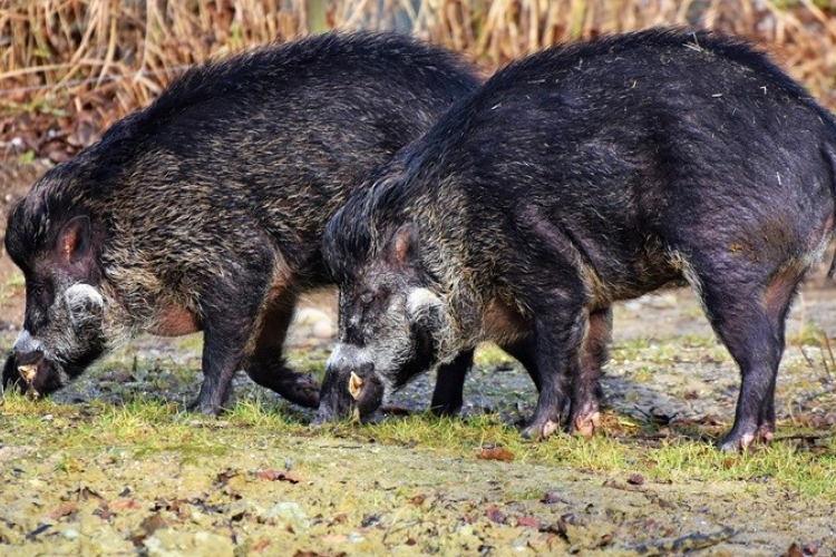Nébih: Baranya vármegyei vaddisznóban állapították meg az afrikai sertéspestis jelenlétét