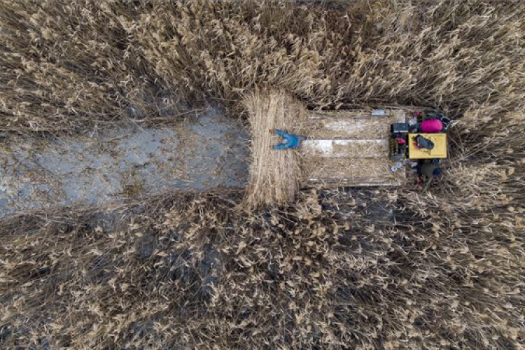 Elkezdődött a balatoni nádaratás, de a tervezett mennyiséget évek óta nem érik el