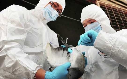 Kutatók szerint levegőben terjed, és emberre, emlősökre is veszélyt jelent a H7N9