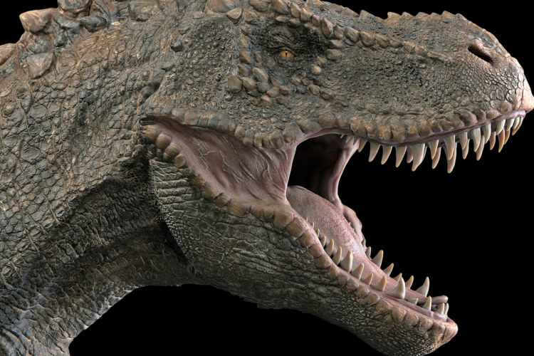 Új csúcsragadózó dinoszauruszfajt azonosítottak japán őslénykutatók