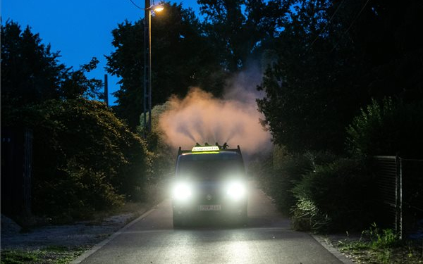 Permetezik a gesztenye- és platánfákat Dombóváron