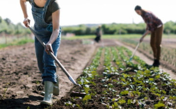 Változás július 1-től: évente 120 napot lehet alkalmi és idénymunkában dolgozni